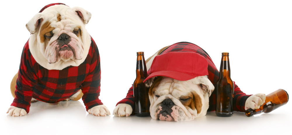 can dogs get drunk