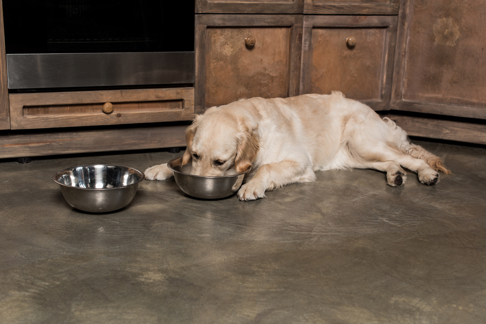 is vinegar bad for dogs