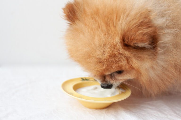Can Dogs Eat Vanilla Greek Yogurt?