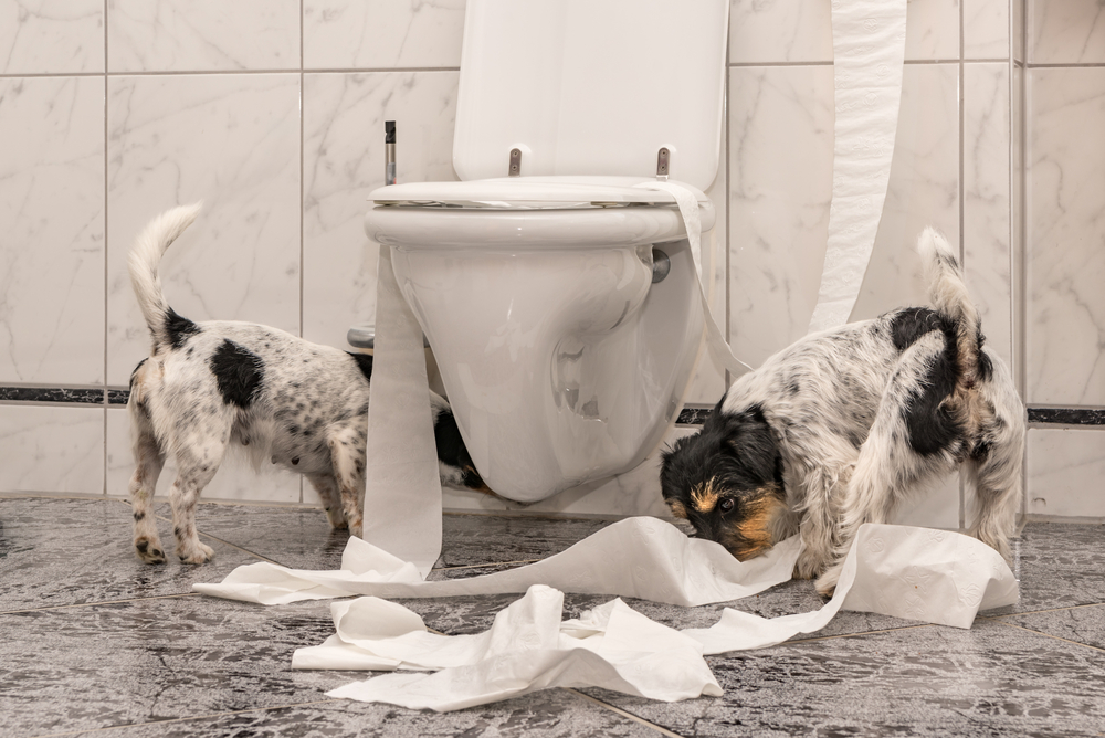 dog care tips - messy dogs