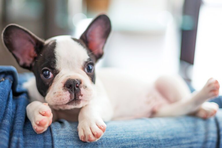 How Much To Feed Your French Bulldog Puppy?