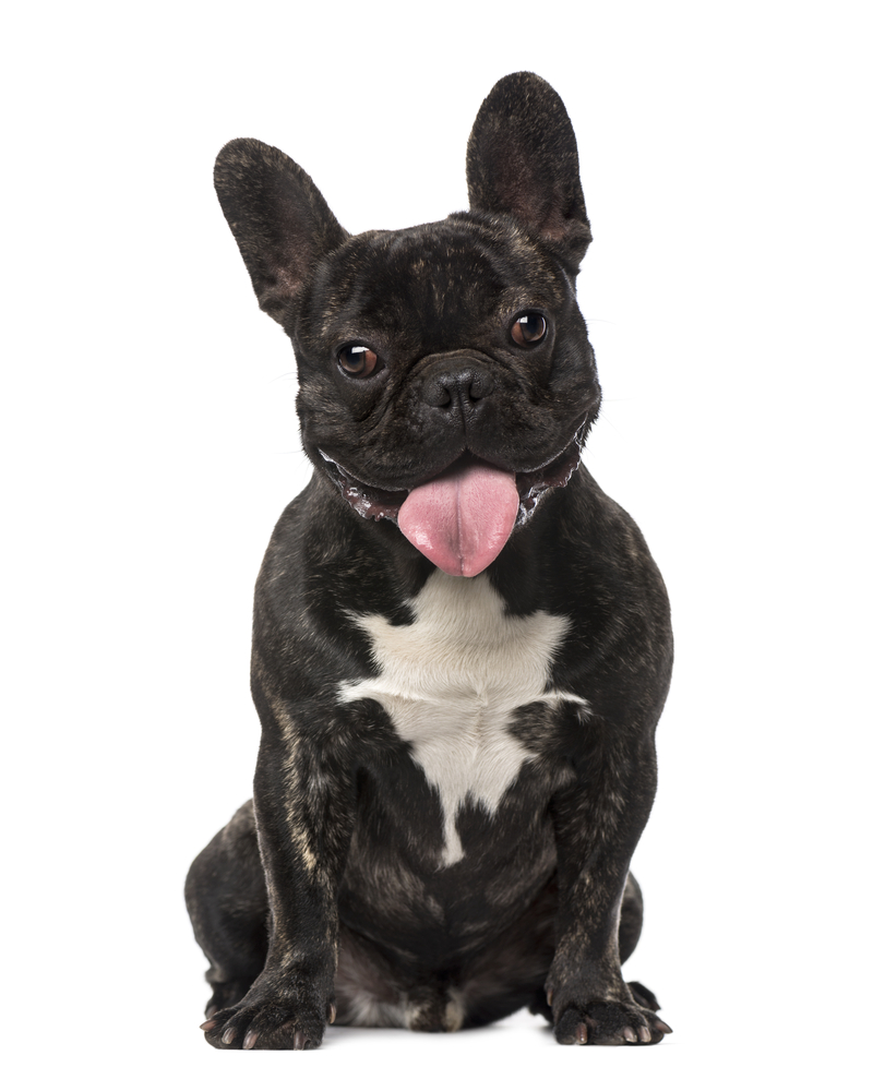 how much to feed your french bulldog puppy 2