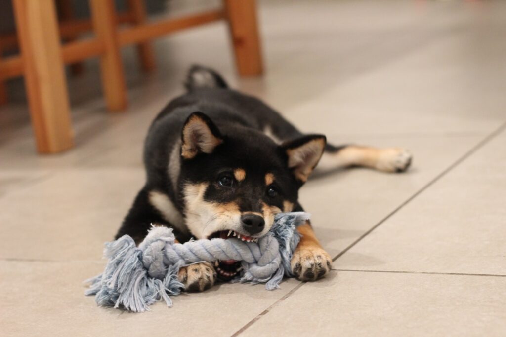 how to soothe puppy teething - biting toys