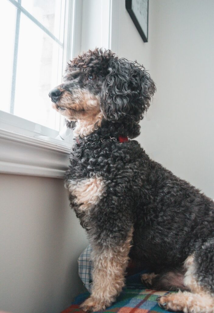 dog sitting by window