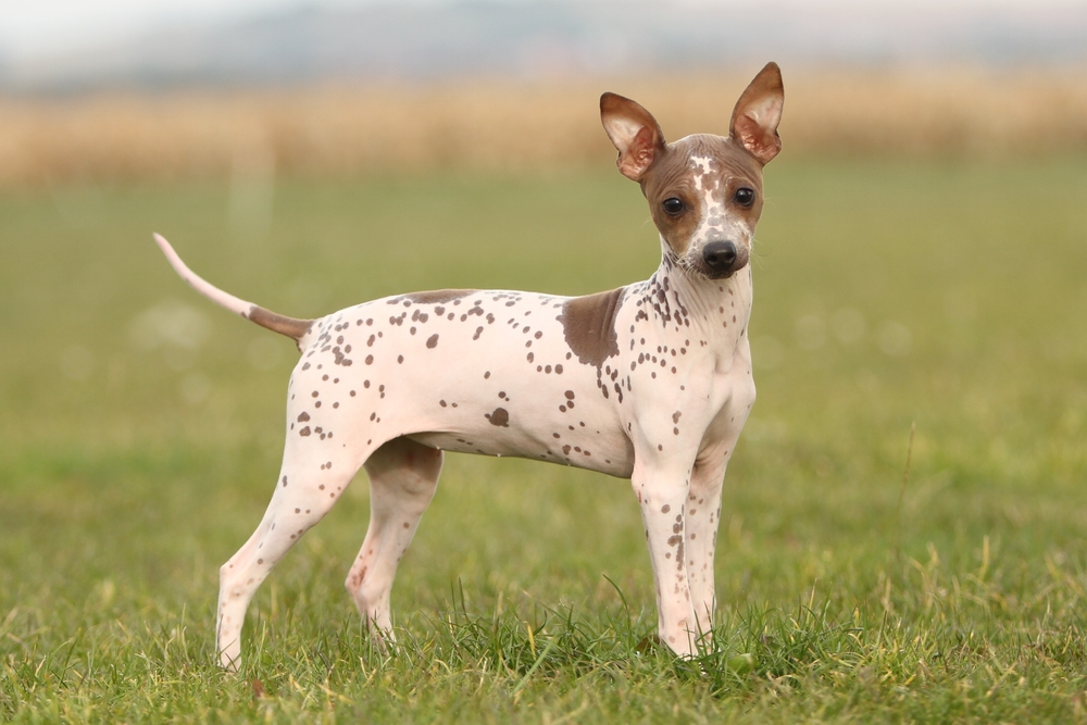 Hypoallergenic Dog Breed _ American Hairless Terrier