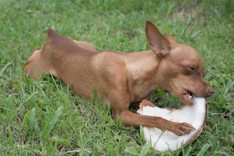 Can Dogs Eat Dried Coconut?