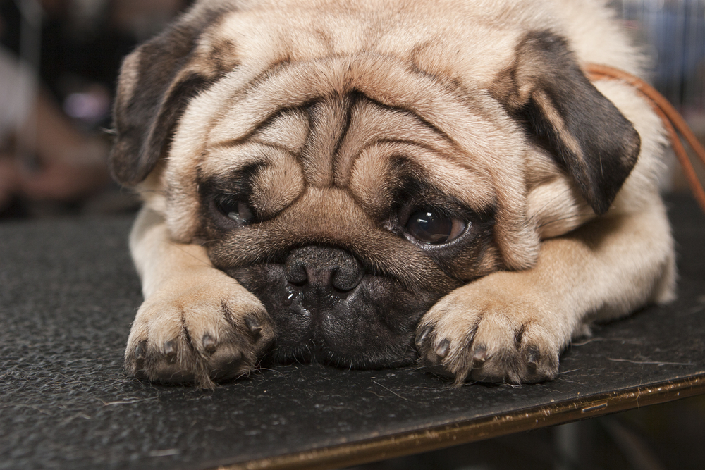 how to tell if your dog is unhappy