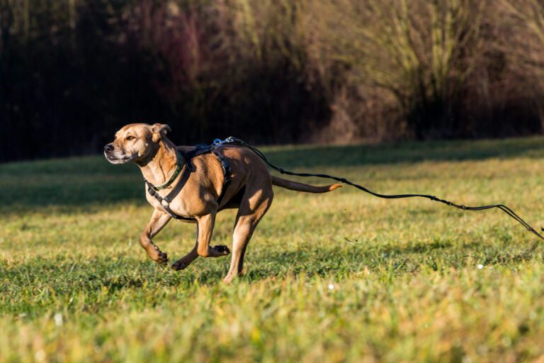 My Dog Is Running Away From Me: 9 Tips To Prevent It