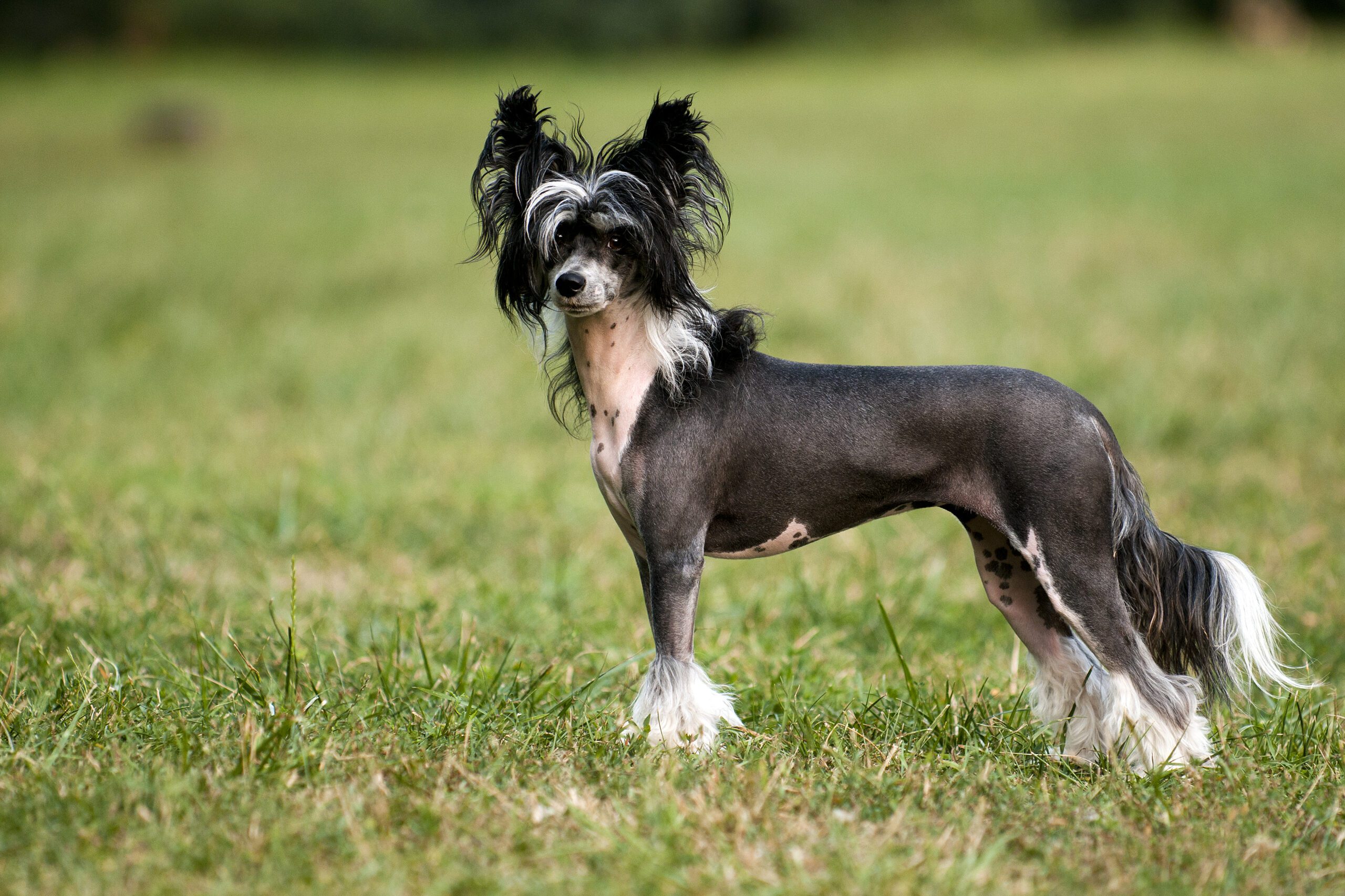 Hairless Hypoallergenic Dogs - Chinese Crested