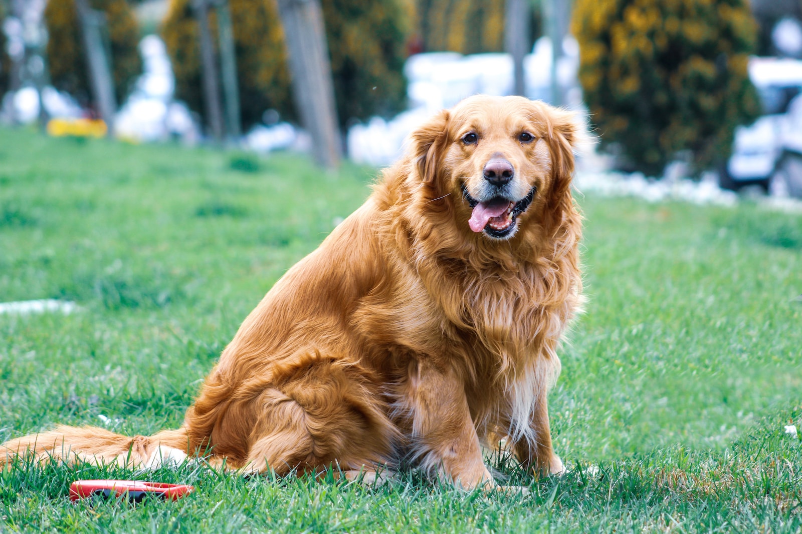 adult brown dog on grass