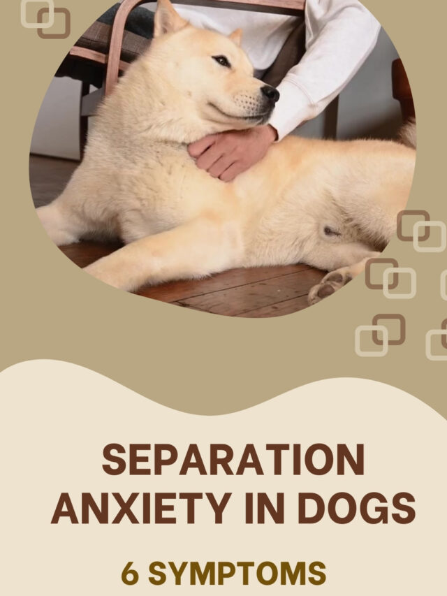 Separation Anxiety In Dogs: 6 Symptoms To Look Out For!